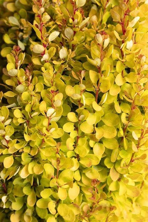 Barberry "Golden Rocket", Size: 2g
