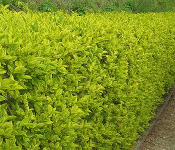 Privet