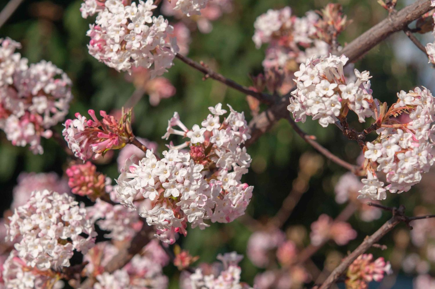 Viburnum "Korean Spice", Size: 3g