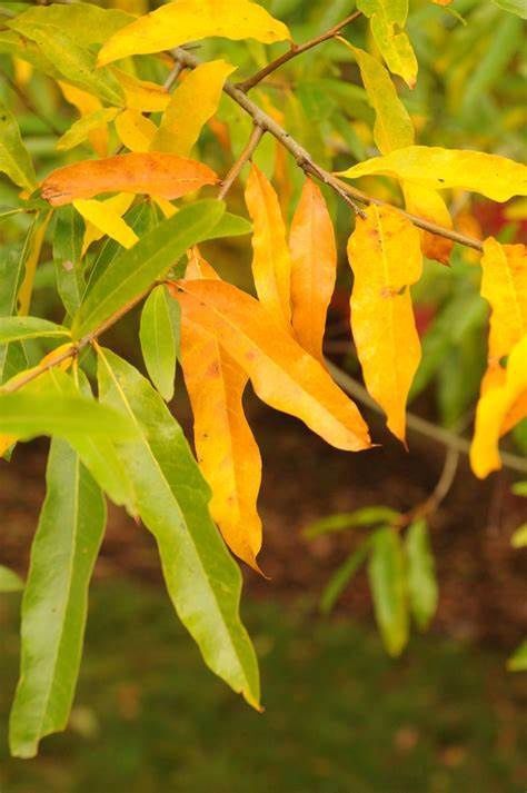 Willow Oak, Size: 3g