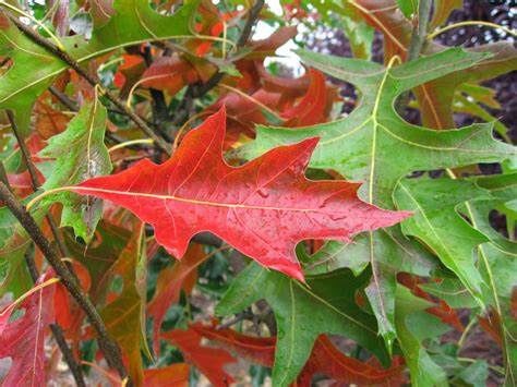 Pin Oak, Size: 15g