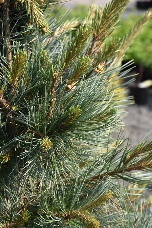 Pine Limber "Northern Blue"
