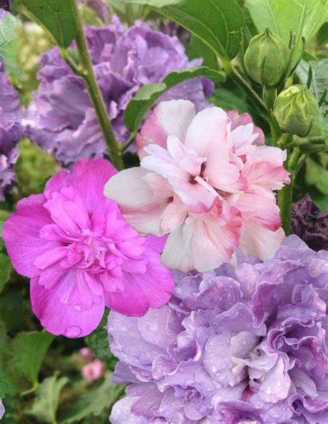 Rose of Sharon "Smoothie Fusion"