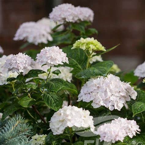 Bigleaf Hydrangea "Endless Summer 'Blushing Bride'", Size: 3g