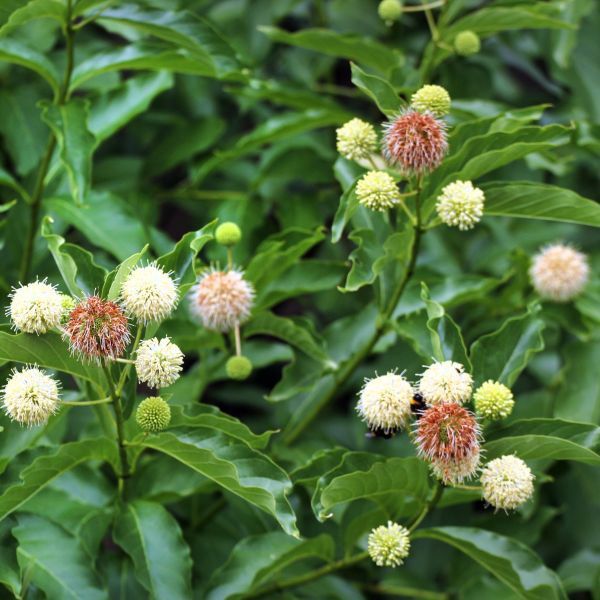 Buttonbush "Magical Moonlight", Size: 3g