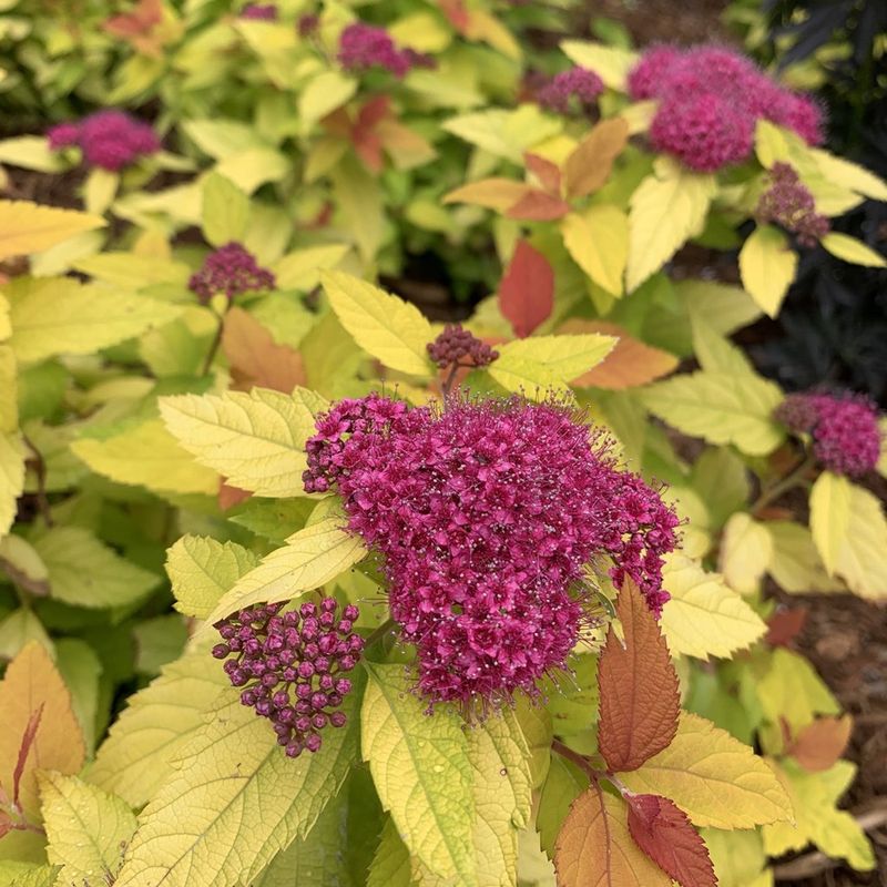 Spirea "Double Play 'Candy Corn'"