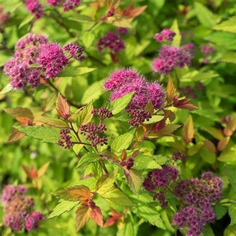 Spirea "Rainbow Fizz"