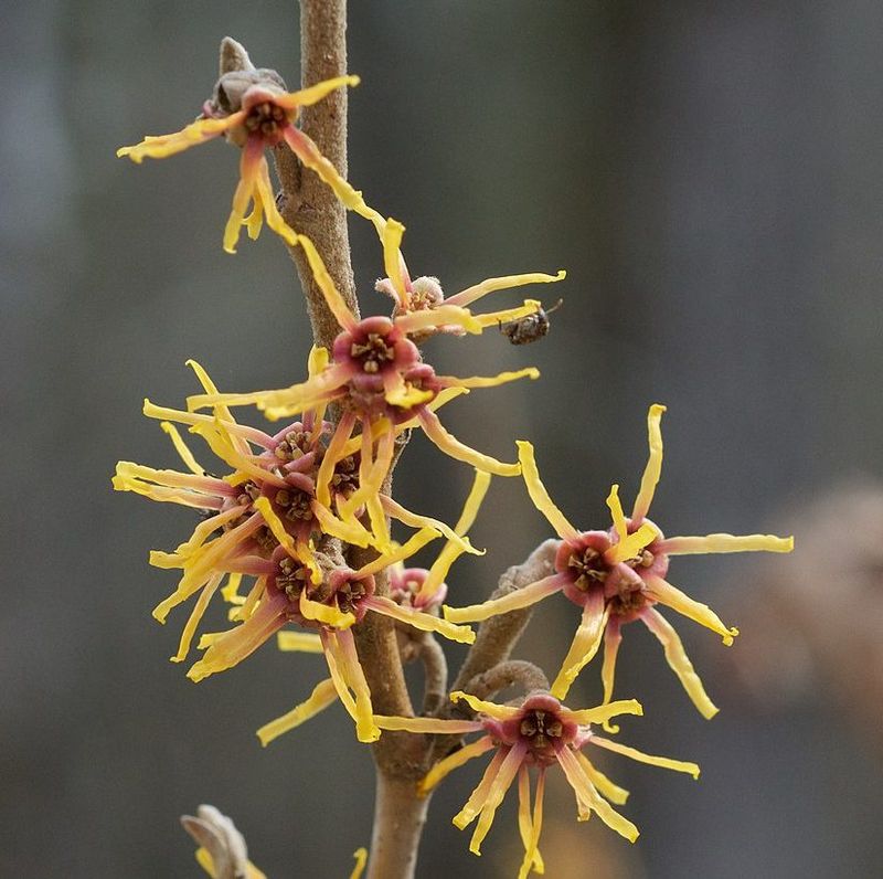 Vernal/Ozark Witch Hazel