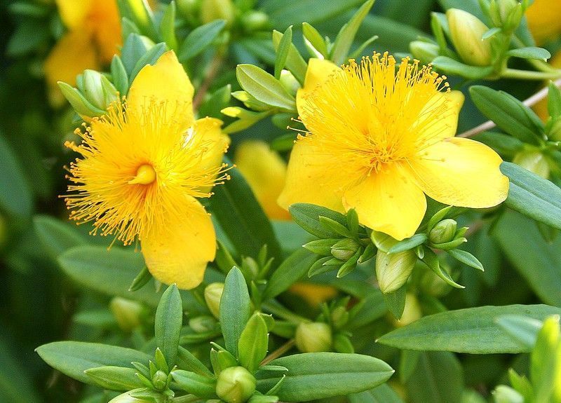 Shrubby St. John's Wort