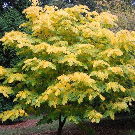 American Yellowood, Size: 5g