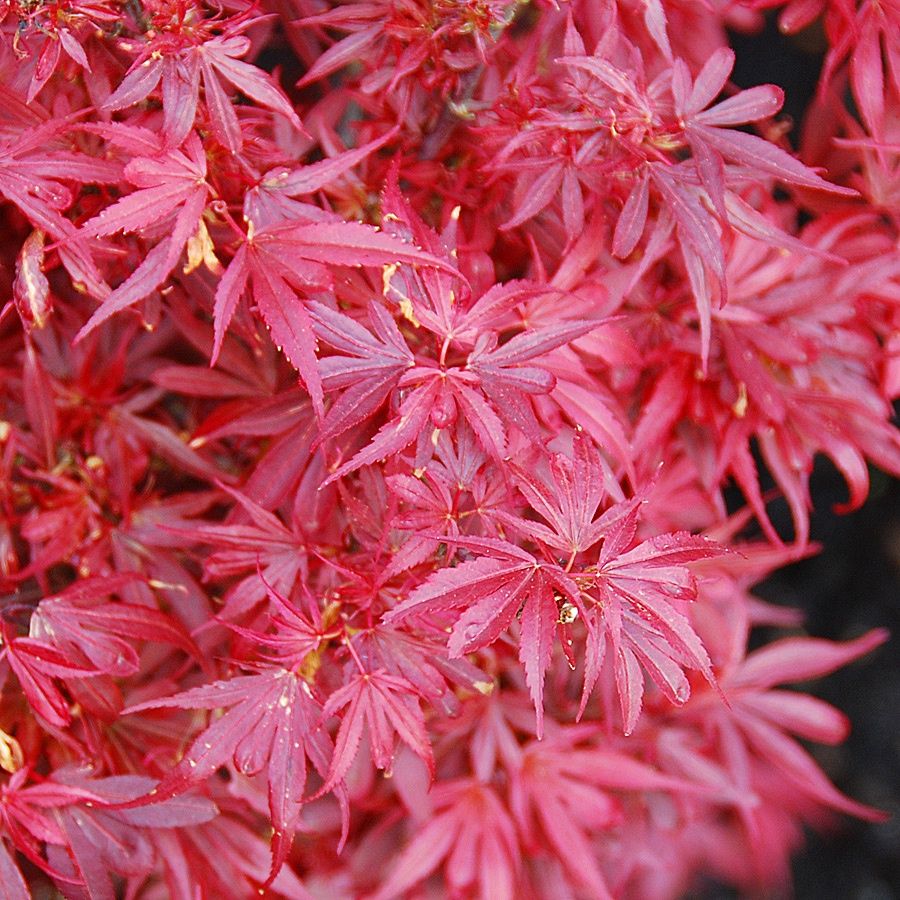 Japanese Maple "Shaina", Size: 2g