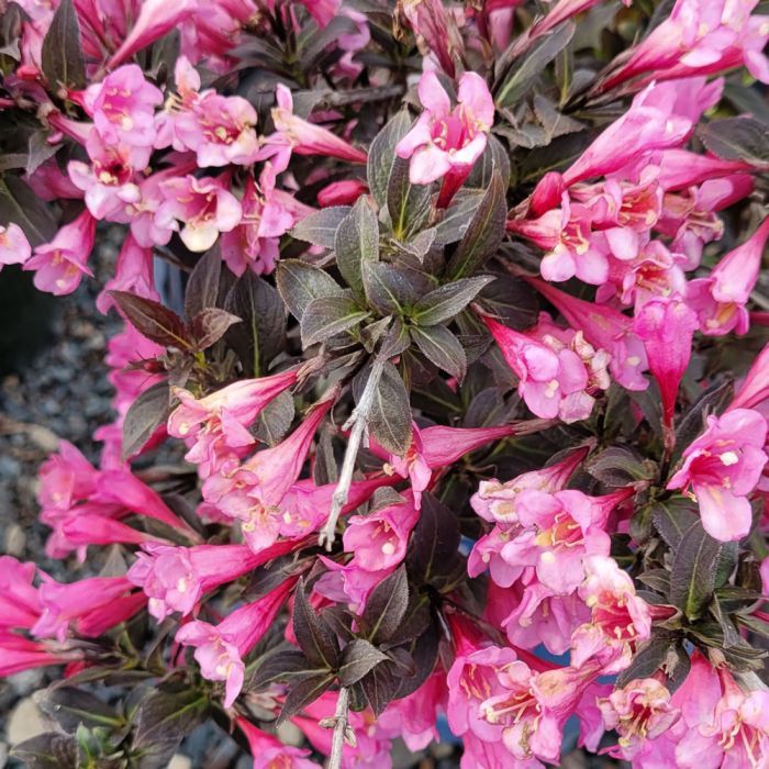 Weigela "Date Night 'Stunner'"