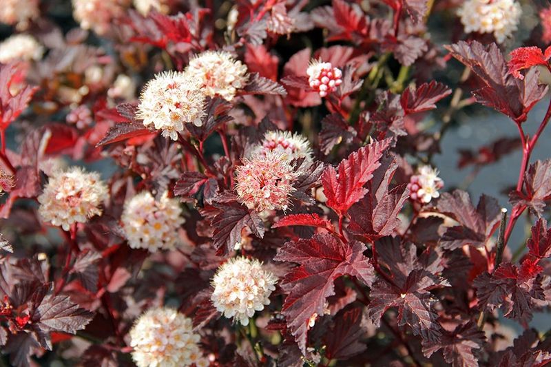 Ninebark "Center Glow"