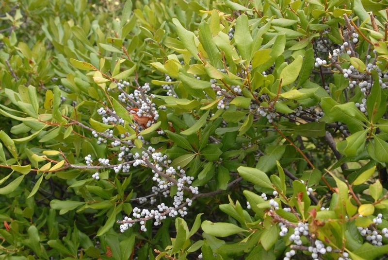 Northern Bayberry