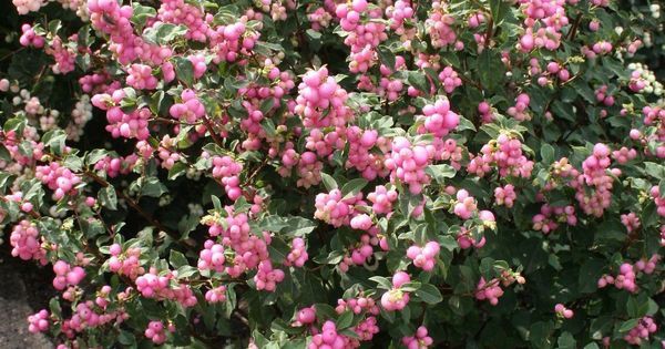 Snowberry "Sweet Sensation"