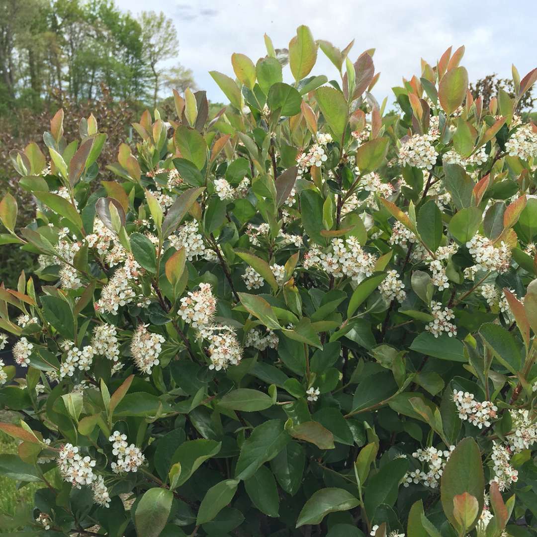 Black Chokeberry "Low Scape Hedger"