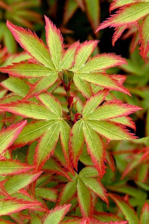 Japanese Maple "Kiyohime"