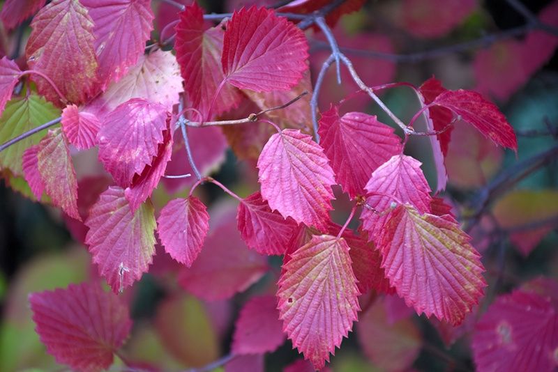 Arrowwood Viburnum "Autumn Jazz", Size: 3g