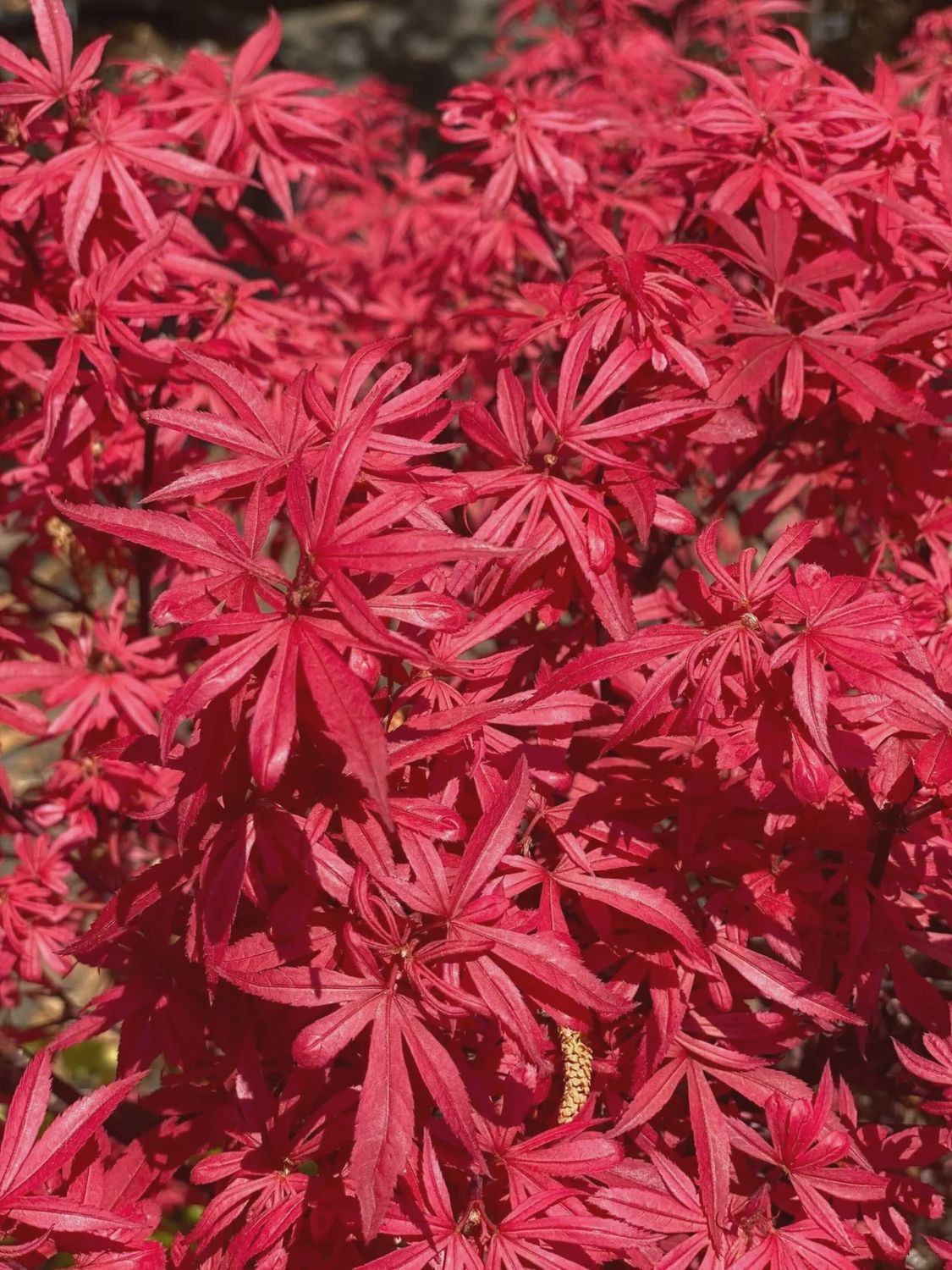 Japanese Maple "Elizabeth"