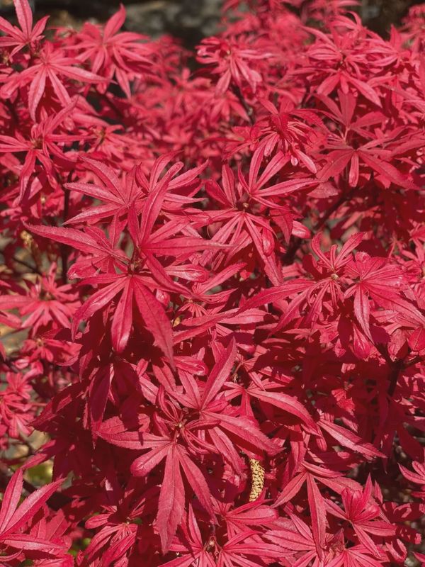 Japanese Maple "Elizabeth"