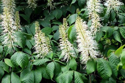 Aesculus "Bottlebrush Buckeye"