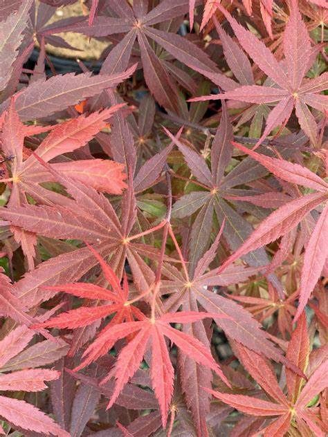 Japanese Maple "Rite of Spring"
