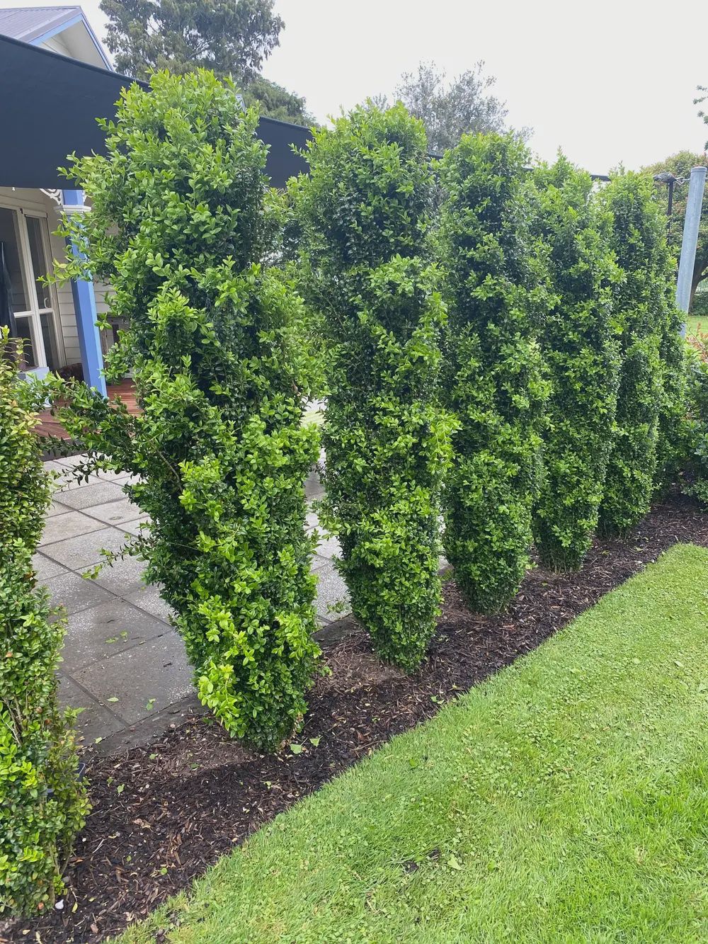 Boxwood "Graham Blandy", Size: 15g