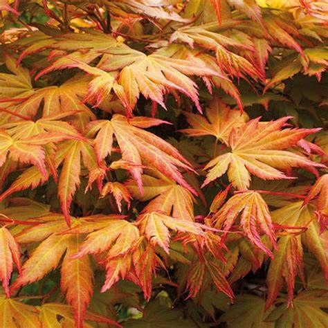Japanese Maple "Orange Dream", Size: 7g