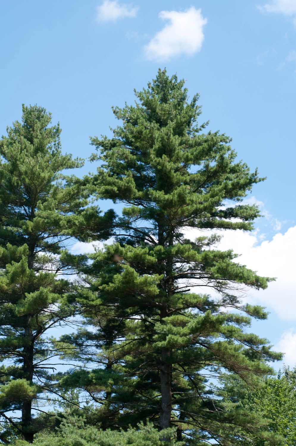Eastern White Pine, Size: 10g