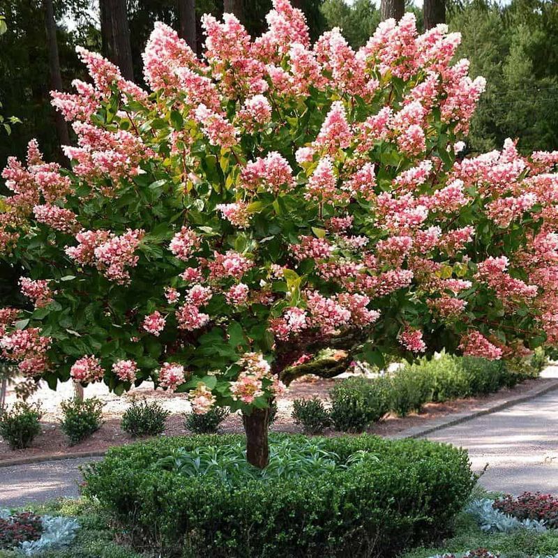 Panicle Hydrangea "Quick Fire" Patio Tree