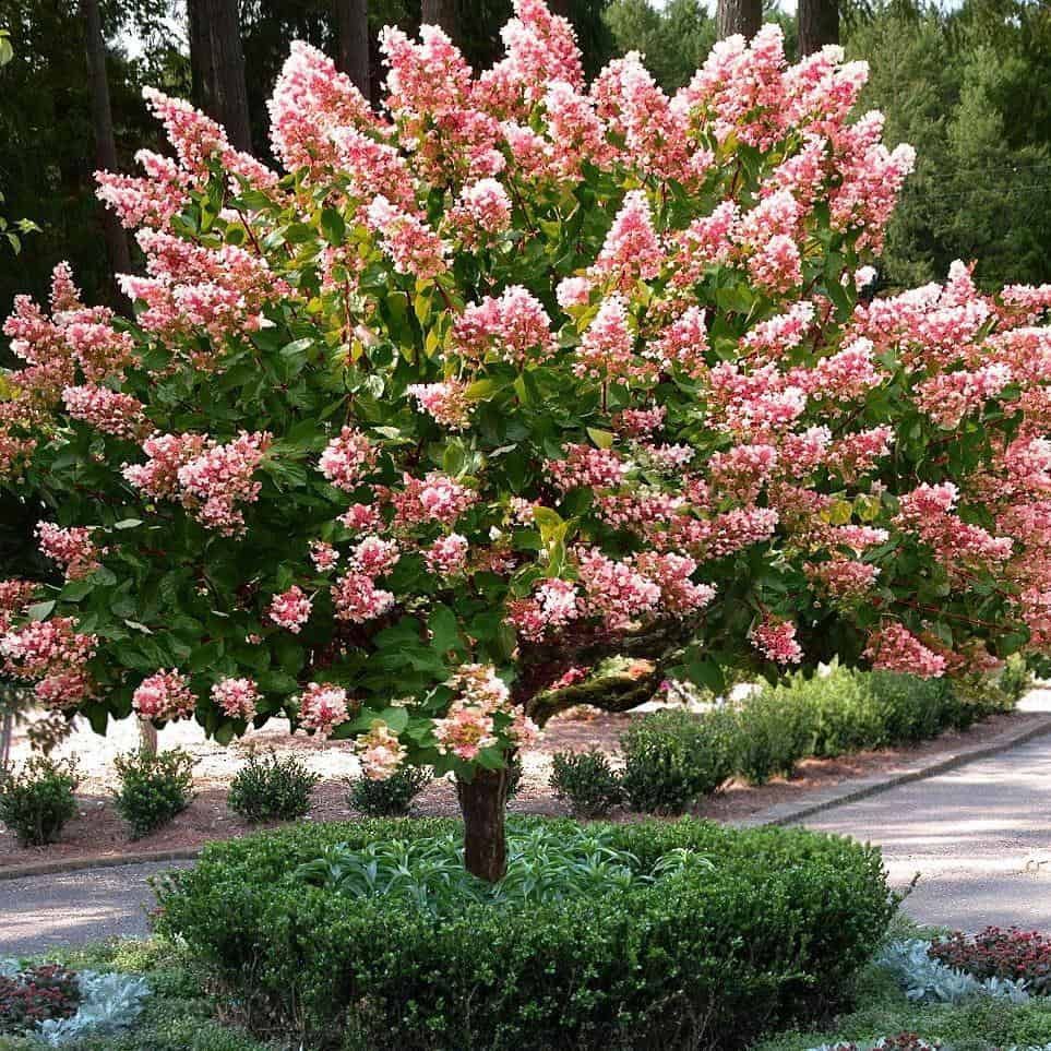 Panicle Hydrangea "Quick Fire" Patio Tree, Size: 7g