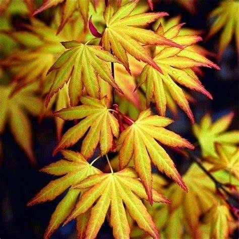 Japanese Maple "Katsura", Size: 6g