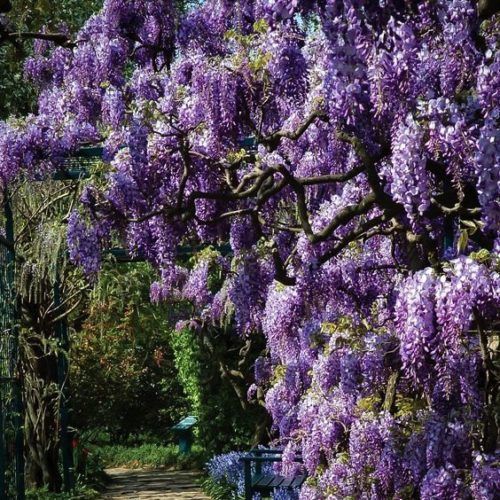 Wisteria Vine "Aunt Dee", Size: 7g