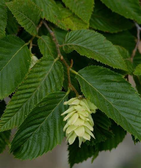 Columnar European Hornbeam