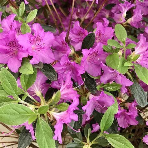 Azalea Evergreen "Karen", Size: 3g