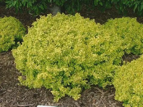 Barberry "Bonanza Gold"