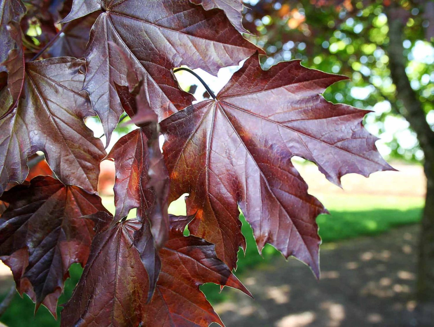 Norway Maple "Crimson King"
