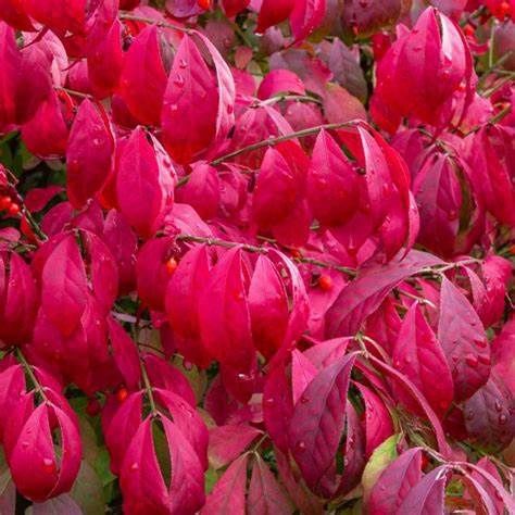 Euonymus "Little Moses", Size: 3g