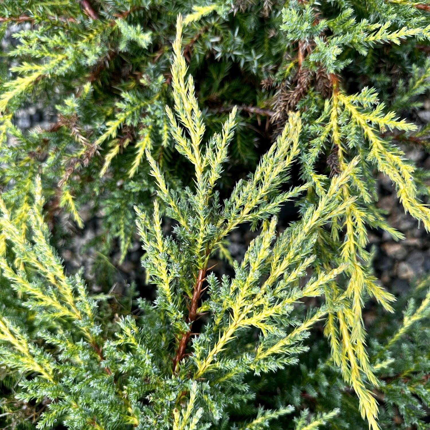 Juniper Chinese "Daub's Frosted"