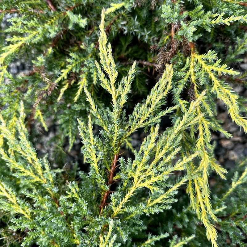 Juniper Chinese "Daub's Frosted"