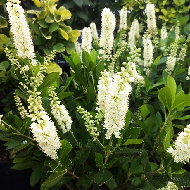 Summersweet "Hummingbird"