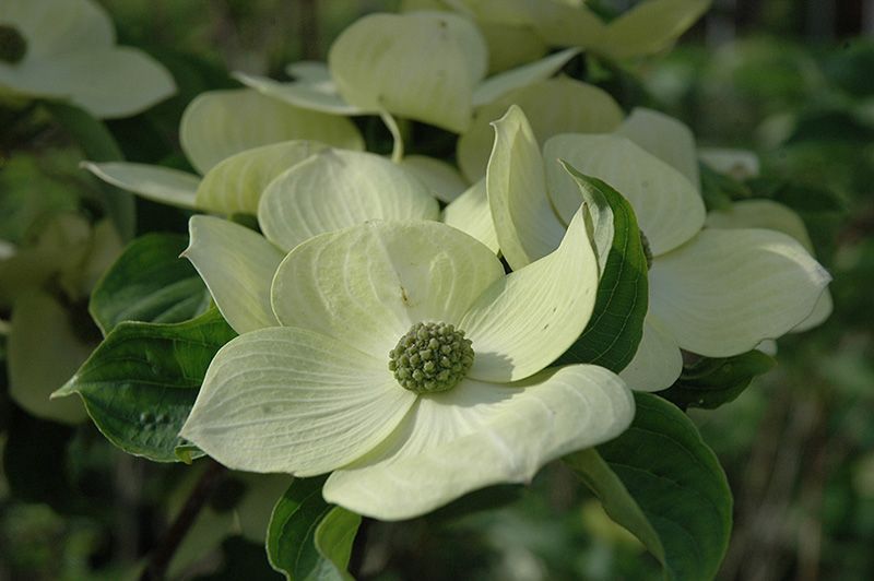 Dogwood Flowering Tree "Celestial"