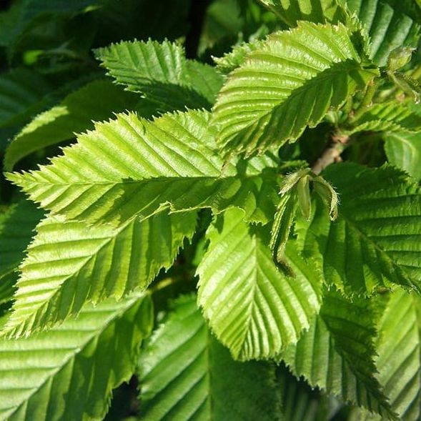 Dwarf Columnar European Hornbeam