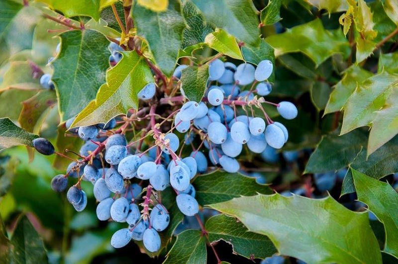 Oregon Grape Holly, Size: 2g