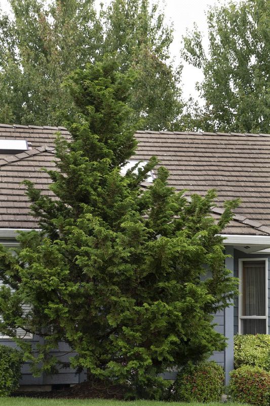 Hinoki Cypress "Slender 'Gracilis'"