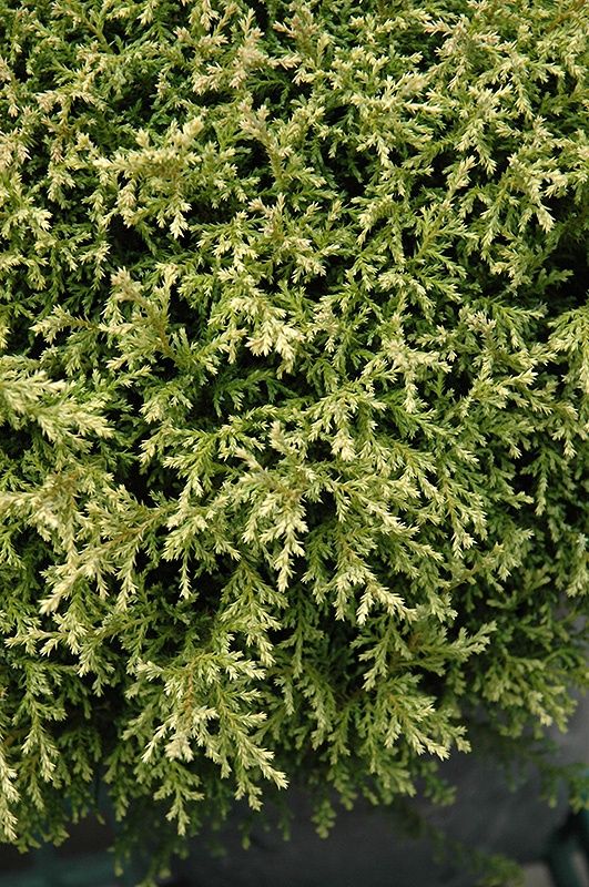 Falsecypress "Cream Ball", Size: 1g