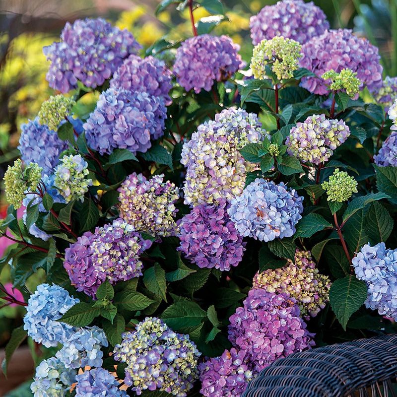 Bigleaf Hydrangea "Endless Summer 'Bloomstruck'"