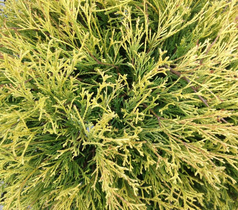False Cypress "Golden Mop"