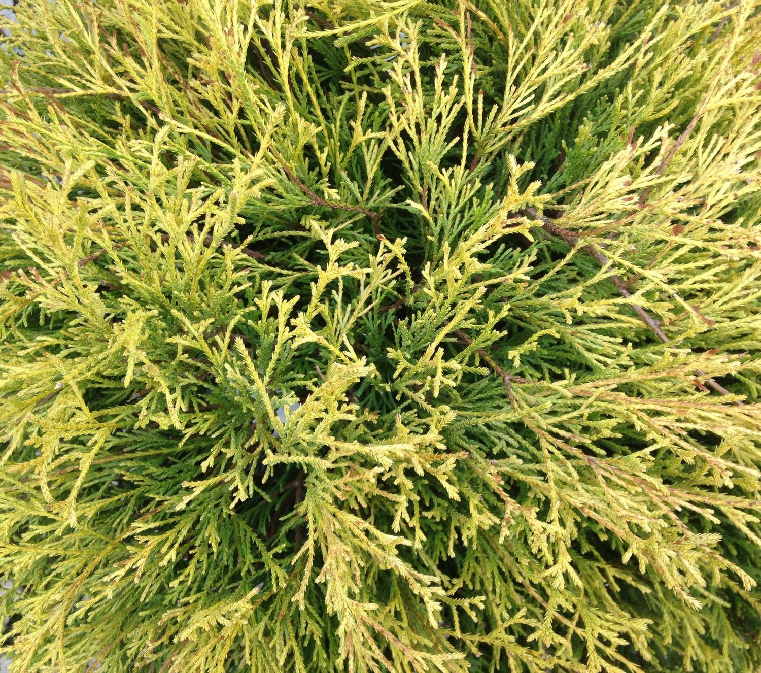 False Cypress "Golden Mop", Size: 2g