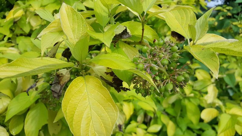 Redtwig Dogwood "Garden Glow"